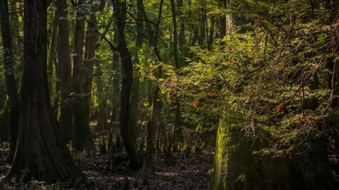A hiker got lost at Congaree National Park, Columbia Fire Department says