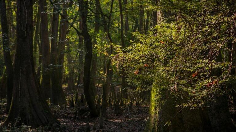 A hiker got lost at Congaree National Park, Columbia Fire Department says