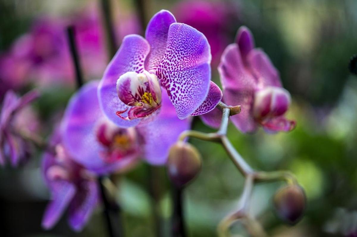 Orchids on the Riverbanks will be Friday, Feb. 9, through Sunday, Feb. 11.