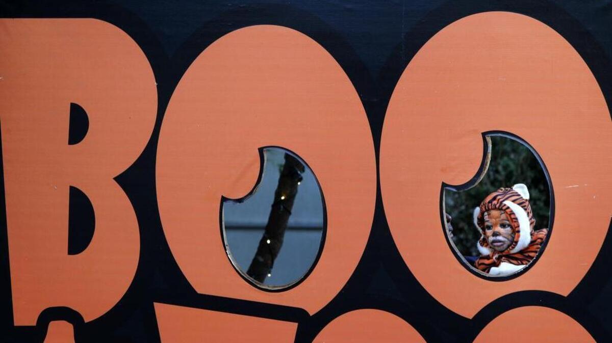 
Boo at the Zoo opens Friday.

