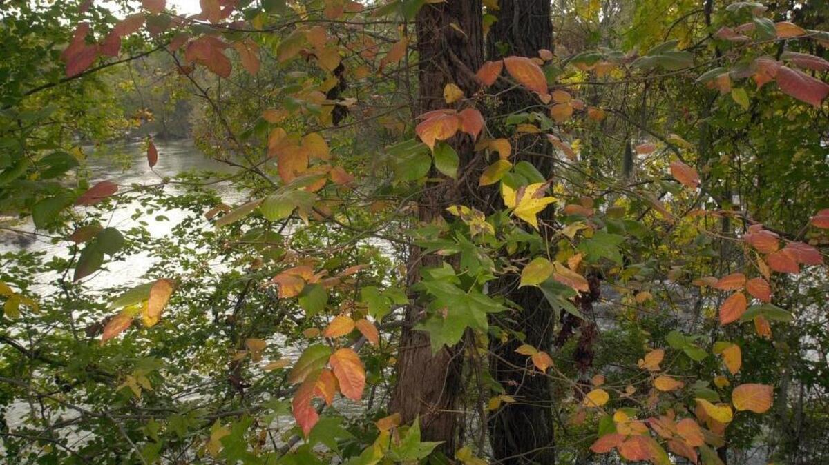 Signs of fall at Riverfront Park