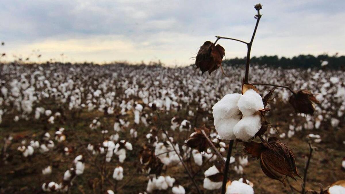Cotton fields