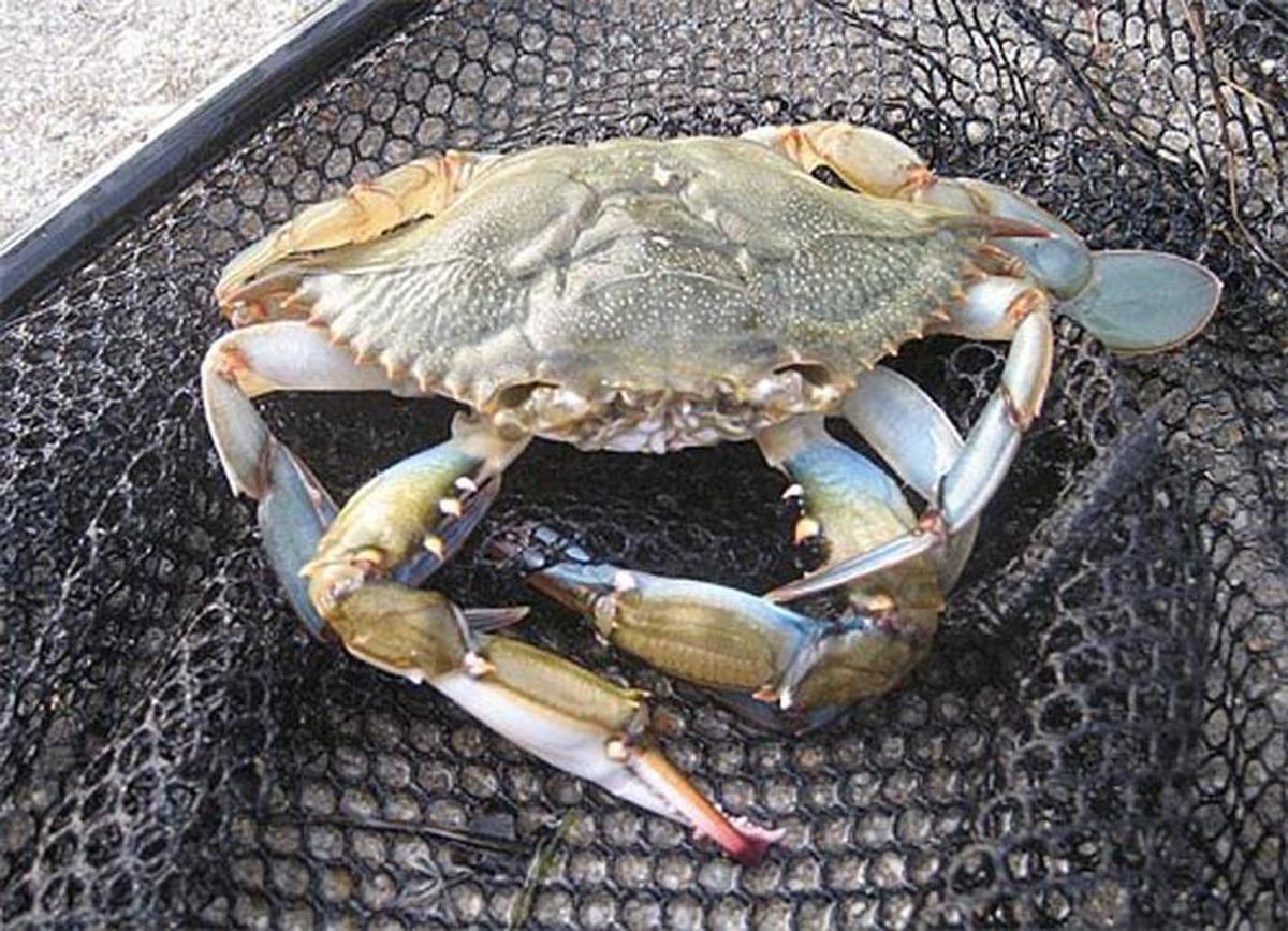 Blue crabs are on the menu at the SouthEast Crab Feast in Charlotte’s Park Road Park.
