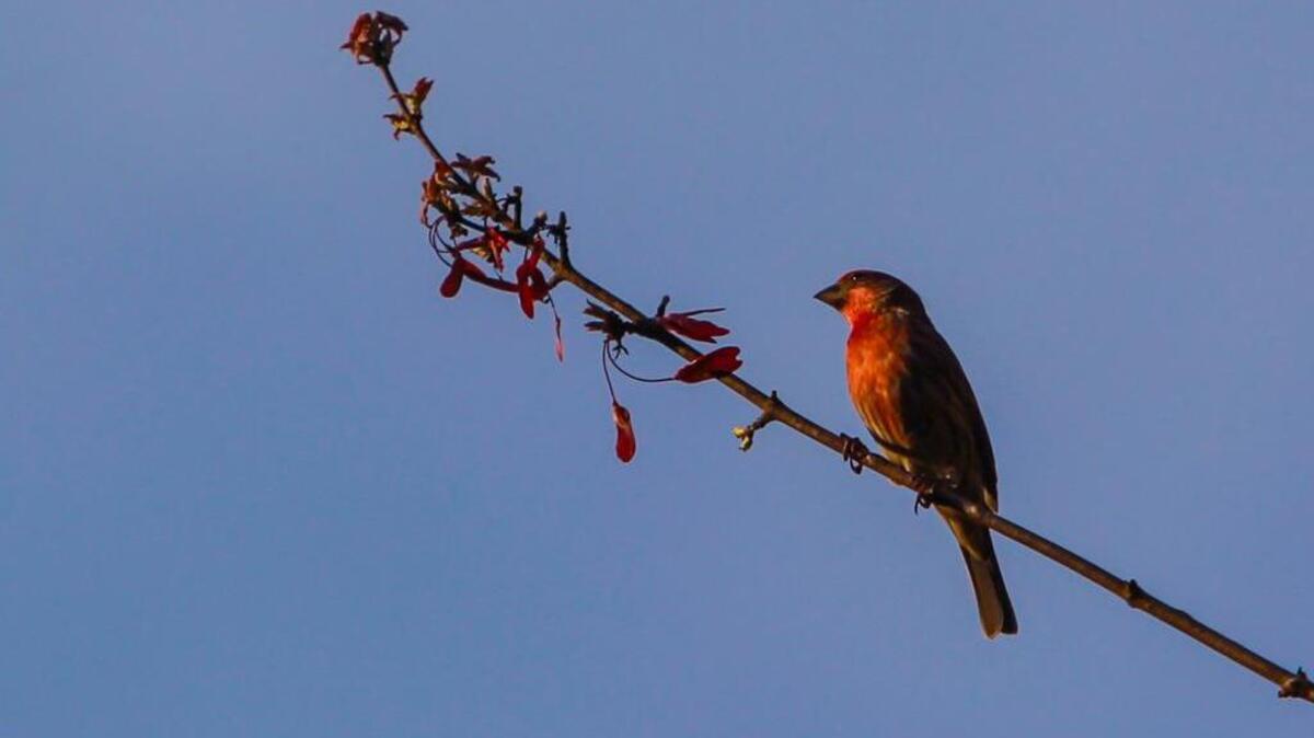 This week’s Sesqui program will focus on birds.