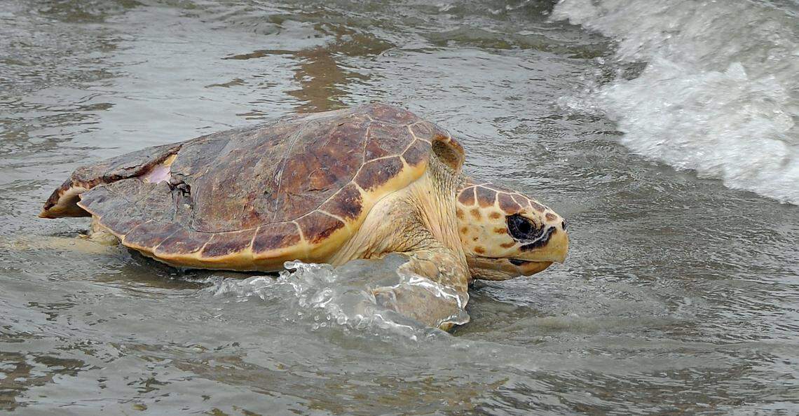 Pawley, a loggerhead sea turtle, enters the surf after being released from rehabilitation by the South Carolina Aquarium Sea Turtle Rescue Program.