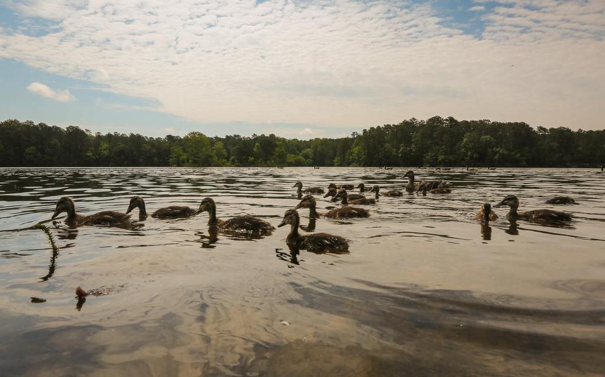 The 2-mile Sandhills trail circles Sesquicentennial State Park’s 30-acre lake.