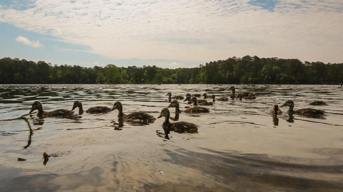 The 2-mile Sandhills trail circles Sesquicentennial State Park’s 30-acre lake.