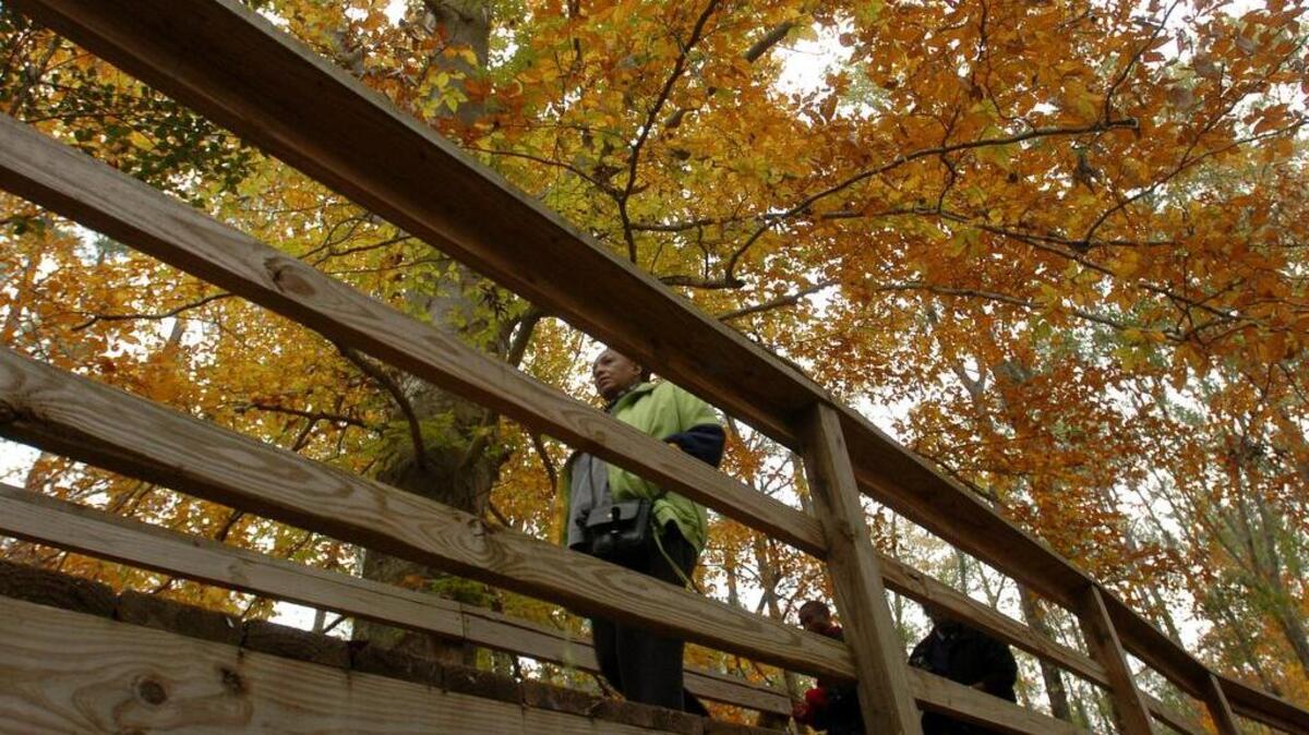 Congaree National Park is one of the places you can get outdoors after Thanksgiving.