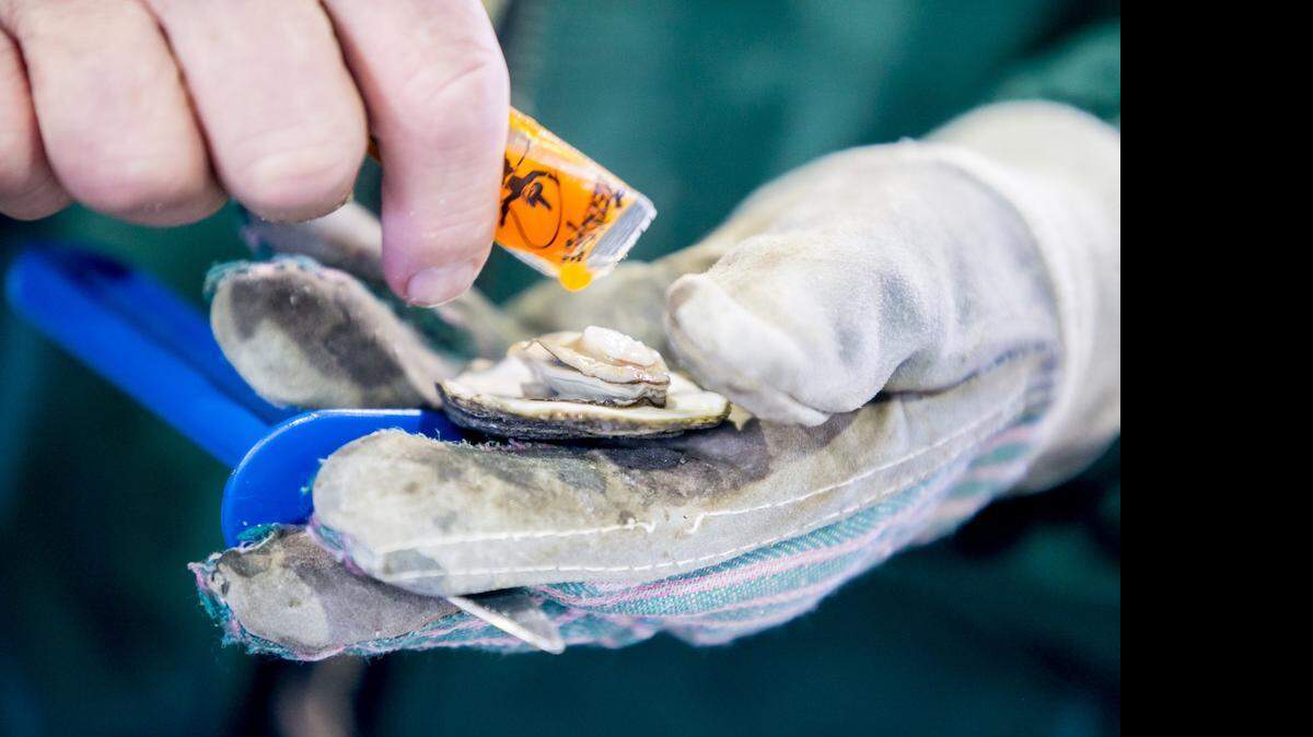 
Steve Walz puts a dash of hot sauce on an oyster. Enjoy all-you-can-eat oysters Thursday at Columbia Museum of Art. 
