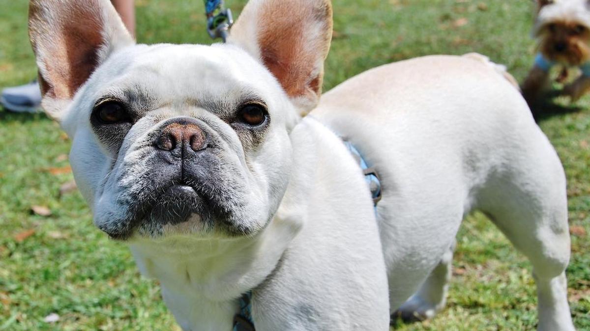 Bark to the Park