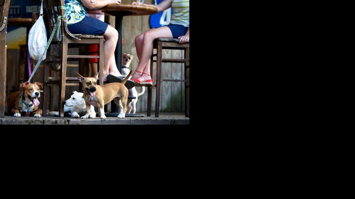 
Jake’s Bar and Grill features Yappy Hour on Tuesdays and Thursdays. Dogs mingle and rest as Sarah Bertrand, left, and Lucy Willms chat on the deck.
