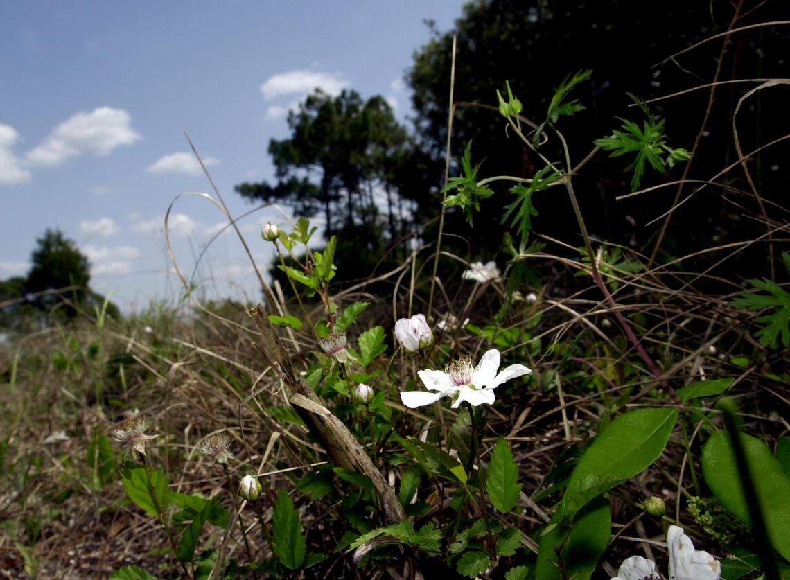 Wildflowers and thick forests dominate the interior of Waites Island, one of  the last remaining stretches of undeveloped coast on the Grand Strand.