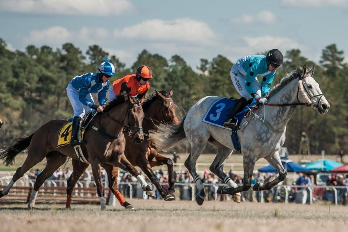 Horses race at the Carolina Cup in Camden.