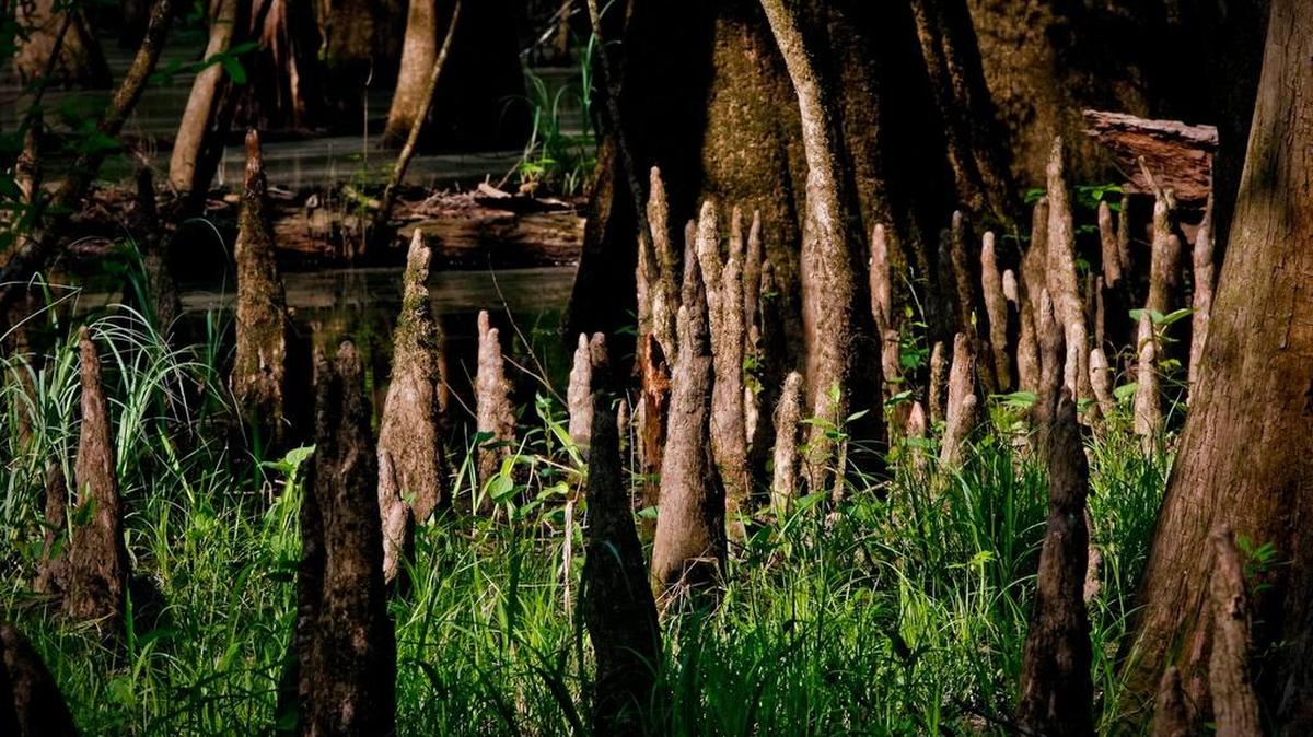 Cypress knees emerge from the ground at Congaree National Park.