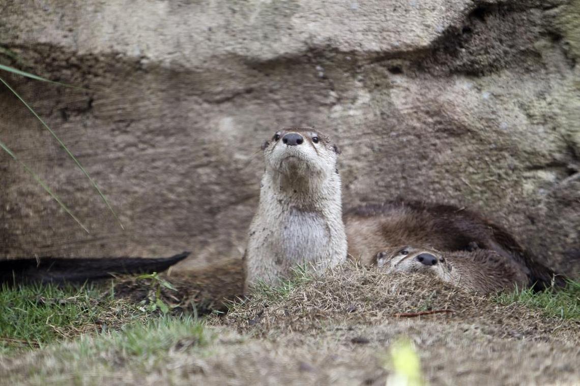 Riverbanks Zoo members can see exhibits, like Otter Run, after hours during member night.