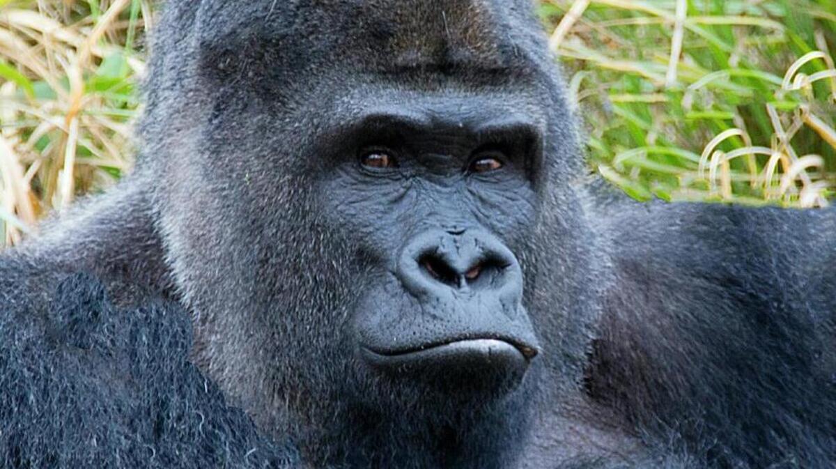 Patrick, a silverback gorilla at Riverbanks Zoo