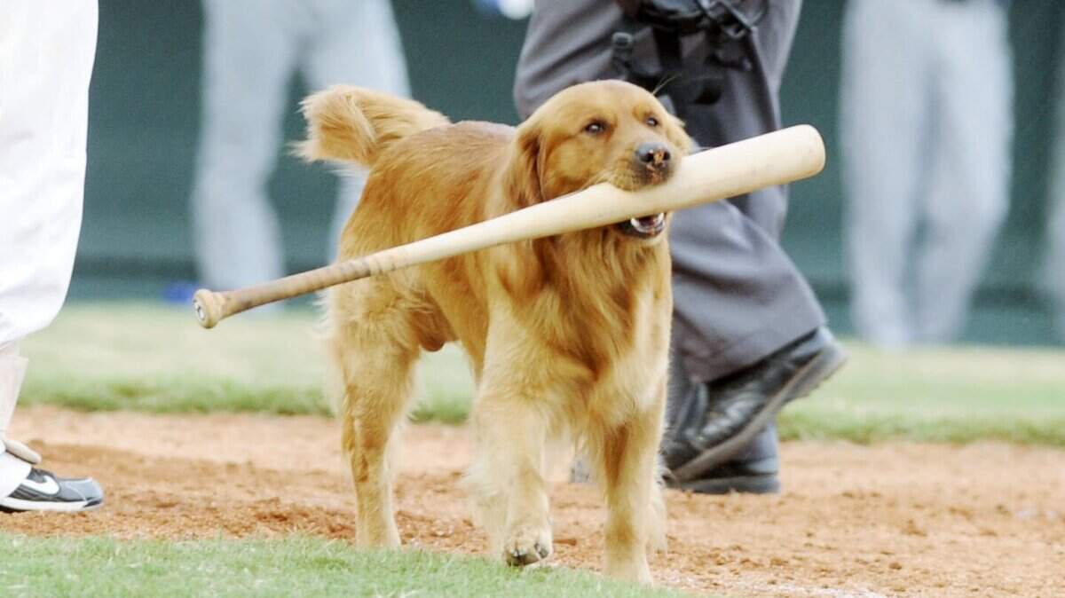 Retrieving used bats from the field is just one of Jake the Diamond Dog's tricks.