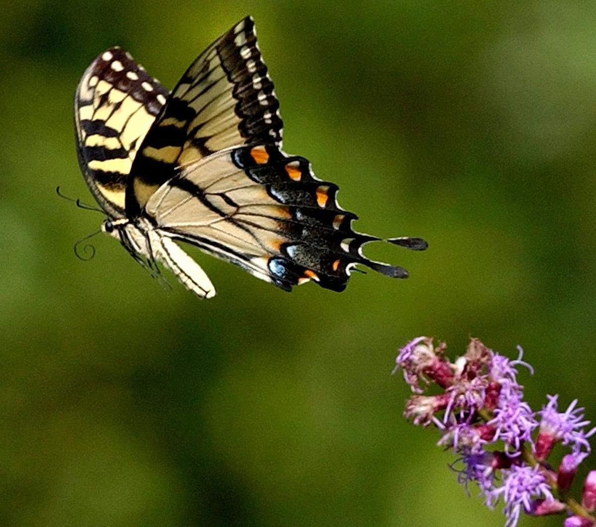 An Eastern tiger swallowtail butterfly, South Carolina’s state butterfly, takes off from a wildflower.