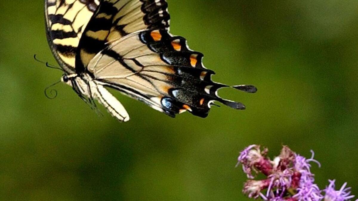 An Eastern tiger swallowtail butterfly, South Carolina’s state butterfly, takes off from a wildflower.