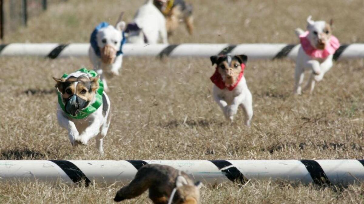 The race is on during a past Jack Russell Terrier event.