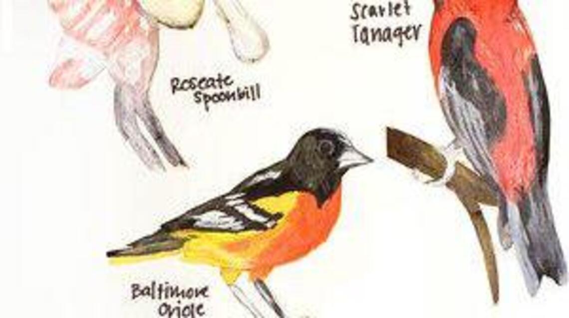 Calling all stay-at-home artists: SC Wildlife Federation wants your menu design