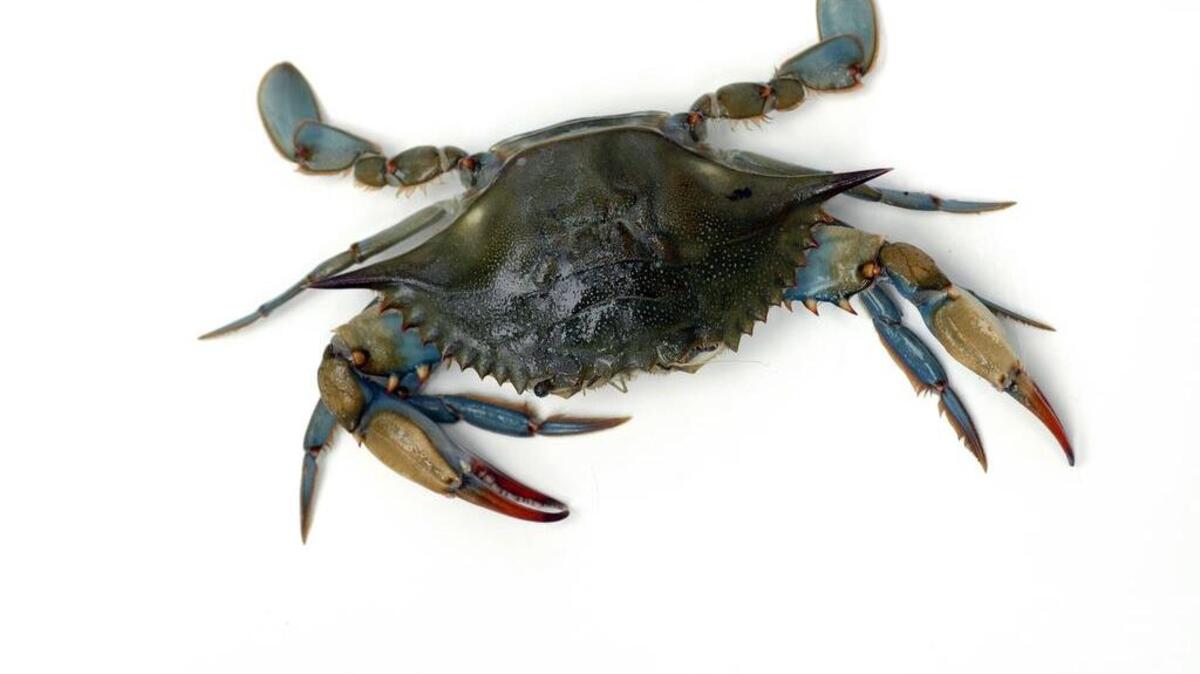 Beaufort, SC 6/28/06: Blue Crab. Photo by Renee Ittner-McManus/The State.