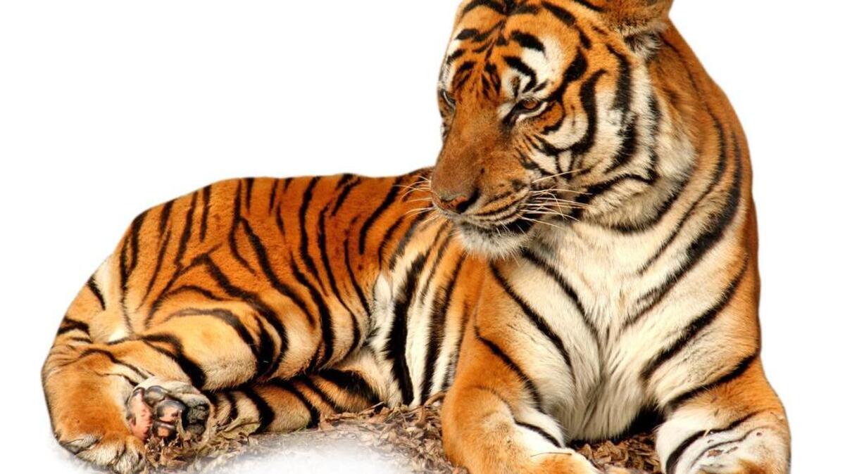 The South China Tiger is on the endangered species list.