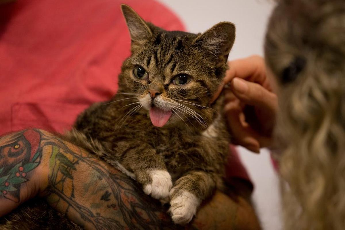 Lil Bub