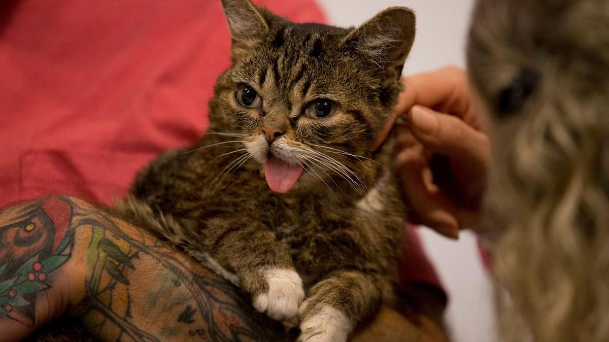 Lil Bub