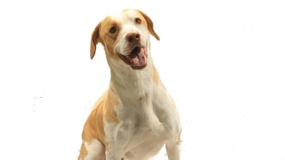 It may soon become much more expensive to have a dog or cat that hasn’t been spayed or neutered in Columbia. A city committee is considering a proposal to dramatically raise the licensing fees for pets that are still intact in an effort the address growing concerns with stray cats and dogs in the city. 