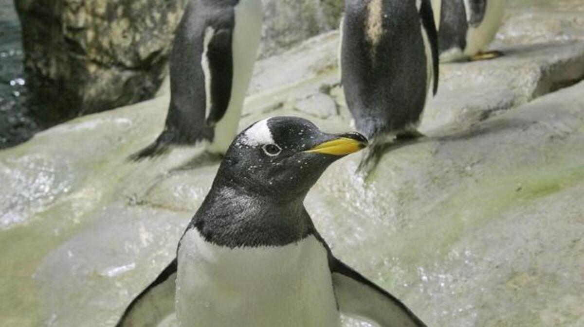 Hear talks on penguins at Riverbanks Zoo.