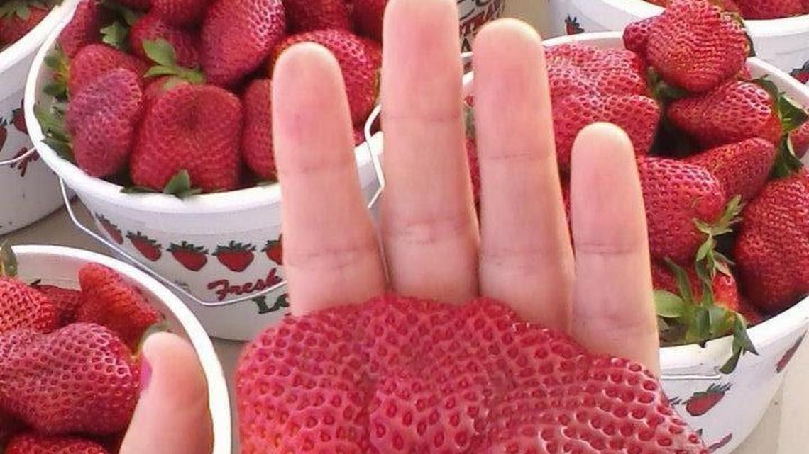 TikTok exposes the bugs in your strawberries. That’s gross, but is it harmful?