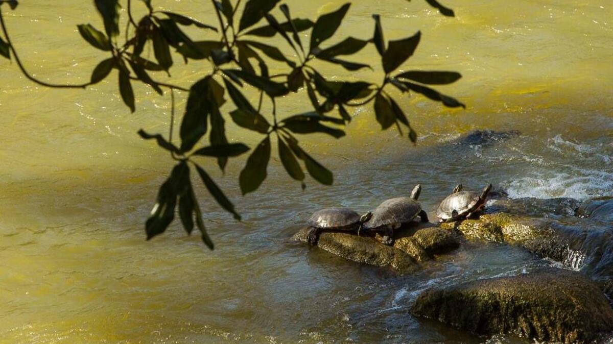 Sunning at Riverfront Park