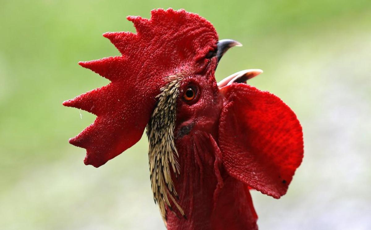 2017 is the year of the rooster in the Chinese zodiac.
