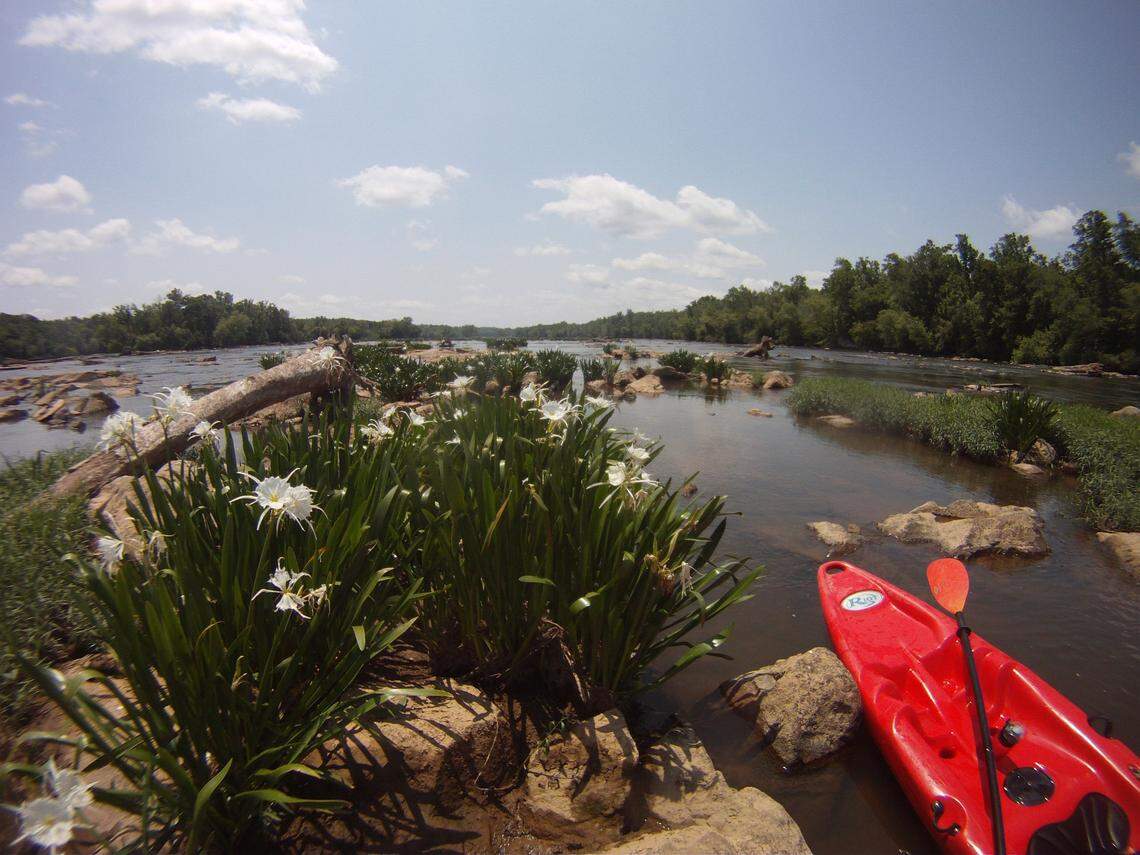 The Catawba River around Landsford Canal State Park is the site of the state's largest stand of Rocky Shoals spider lilies.