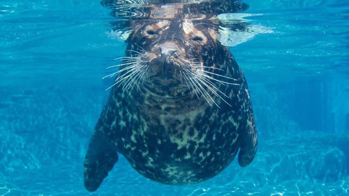 Gambit, a harbor seal, is part of the Sea Lion Landing attraction at Riverbanks Zoo.