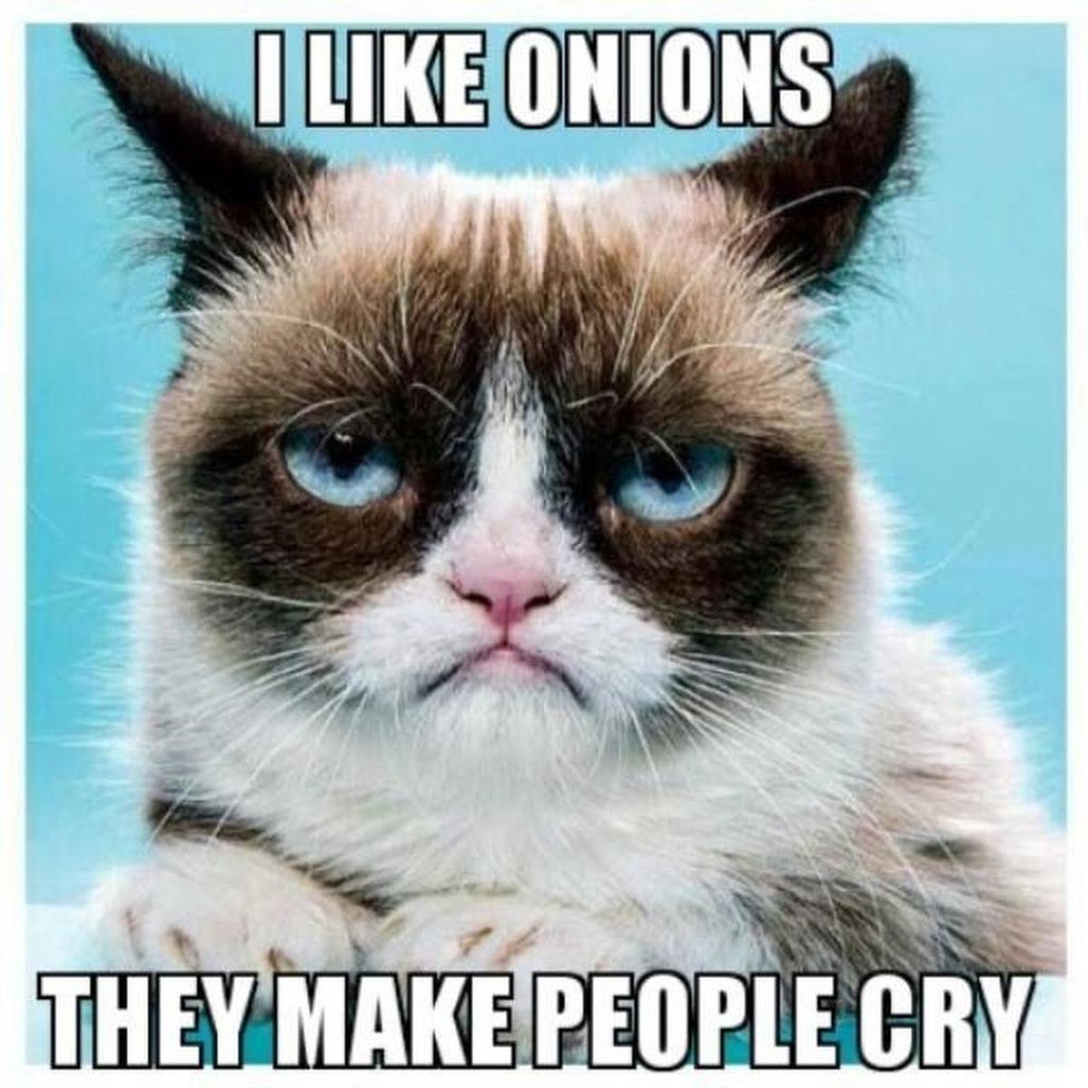 Grumpy Cat meme.