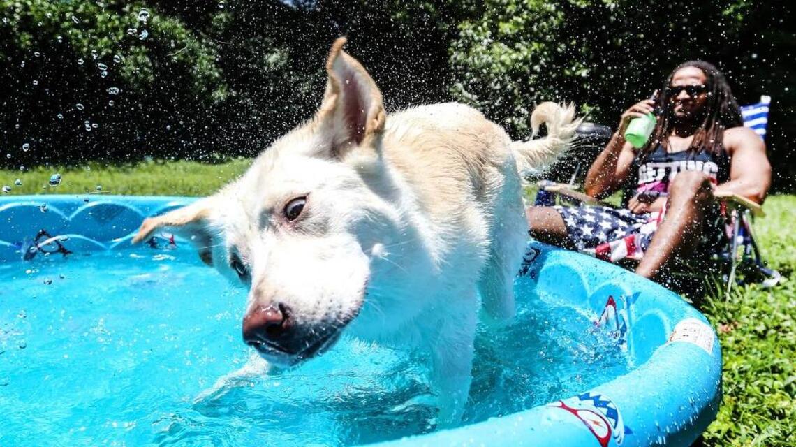 Survive the dog days of summer at these dog-friendly Columbia spots