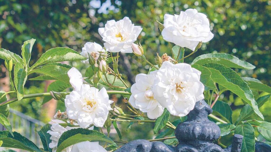 Stop and smell the roses: Historic Columbia gardens reopen with new guidelines