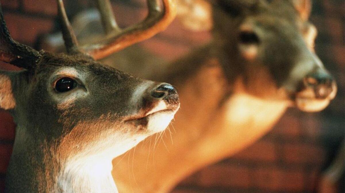 Hunters, fishers and lovers of the great outdoors will have plenty of things to see and buy at the Palmetto Sportsmen’s Classic this weekend.