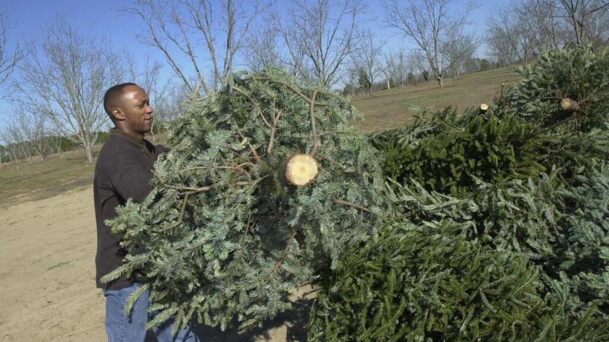 Keep the Midlands Beautiful offers an annual Grinding of the Greens program to recycle Christmas trees into mulch that will be available for free.