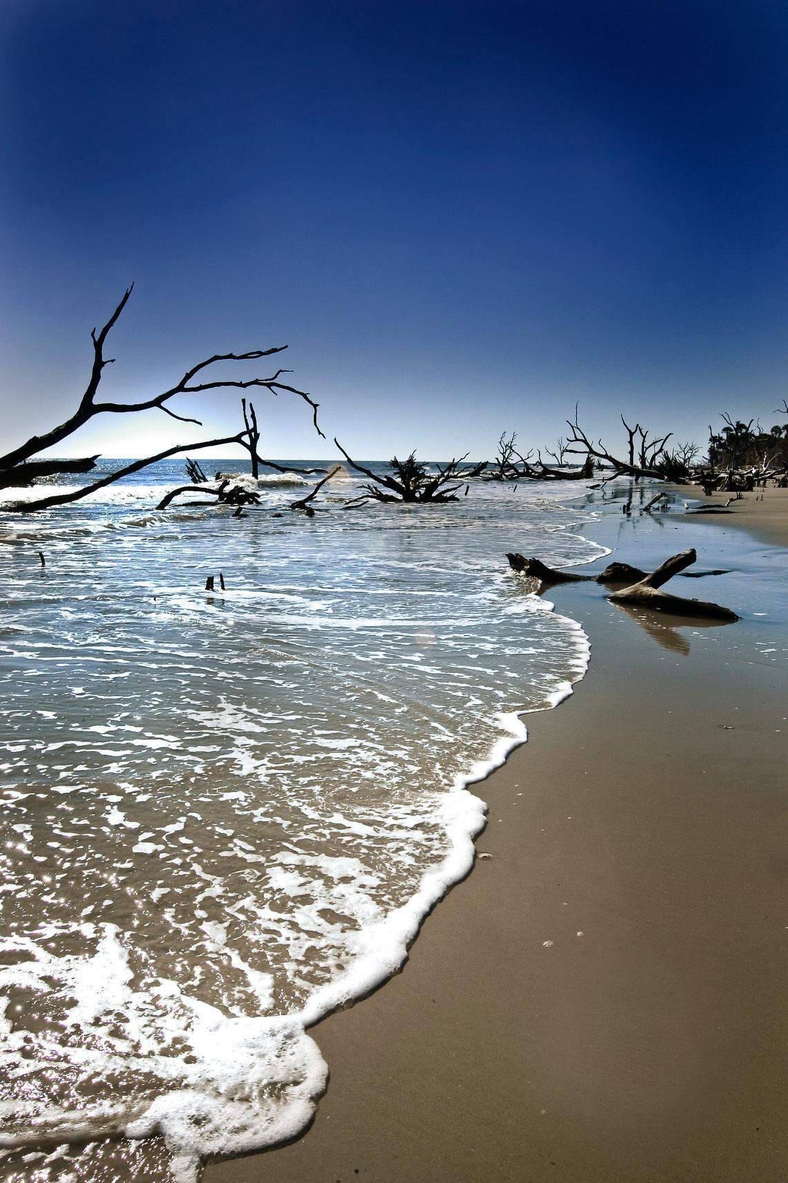 Boneyard Beach on Bulls Island is named for the downed sun- and salt-bleached oak, cedar and pine trees strewn about, the remains of a water-stranded forest. Their white color make them look like bones.