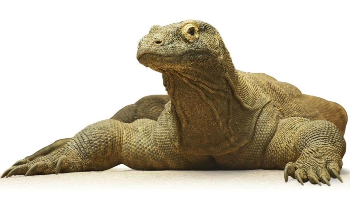 
The new komodo dragon exhibit is open at Riverbanks.

