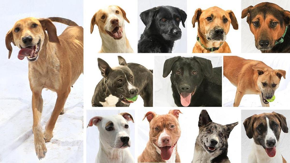 The 12 strays of Christmas.