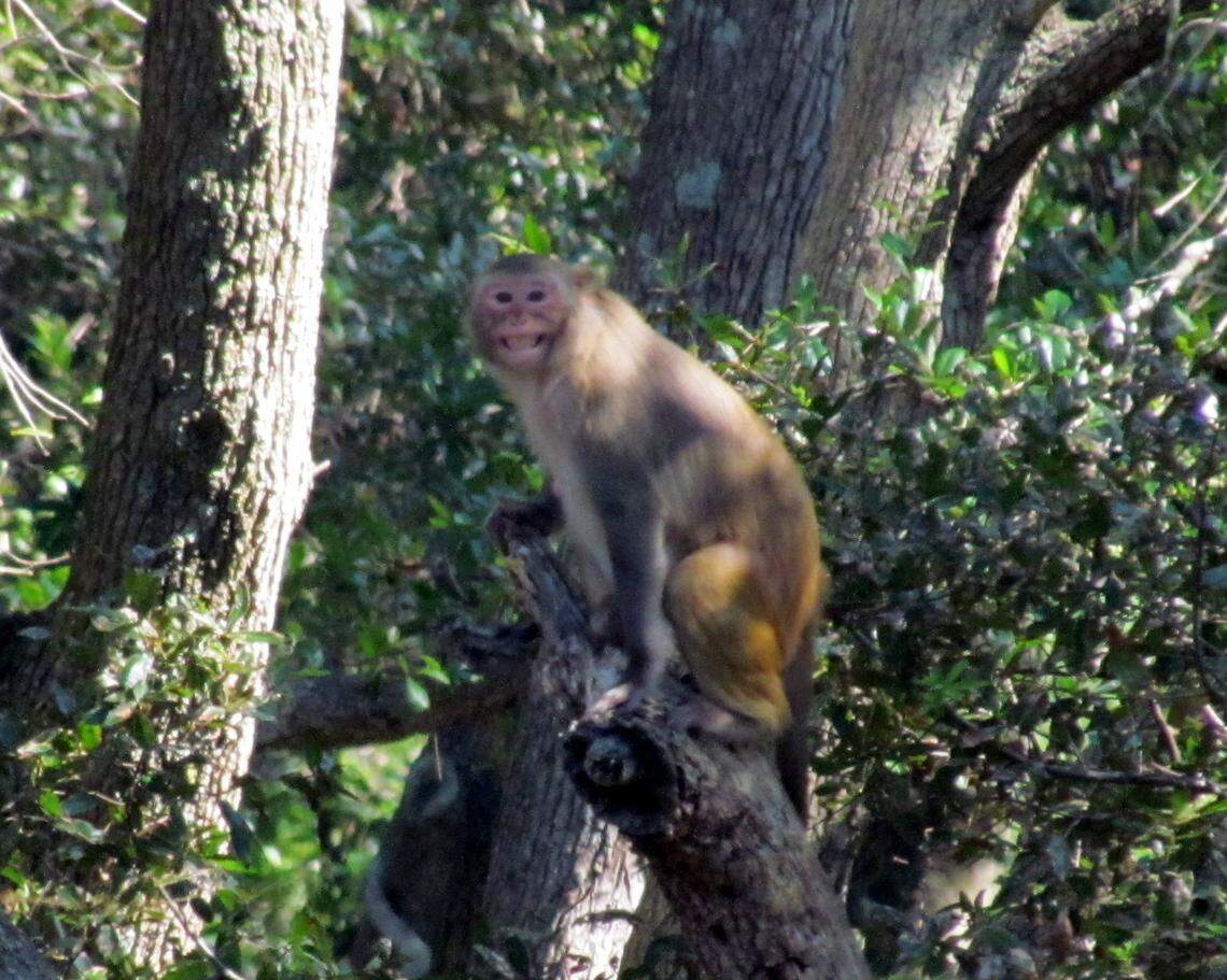 Morgan Island is home to a breeding colony of approximately 3,500 free-ranging, Indian-origin rhesus monkeys.