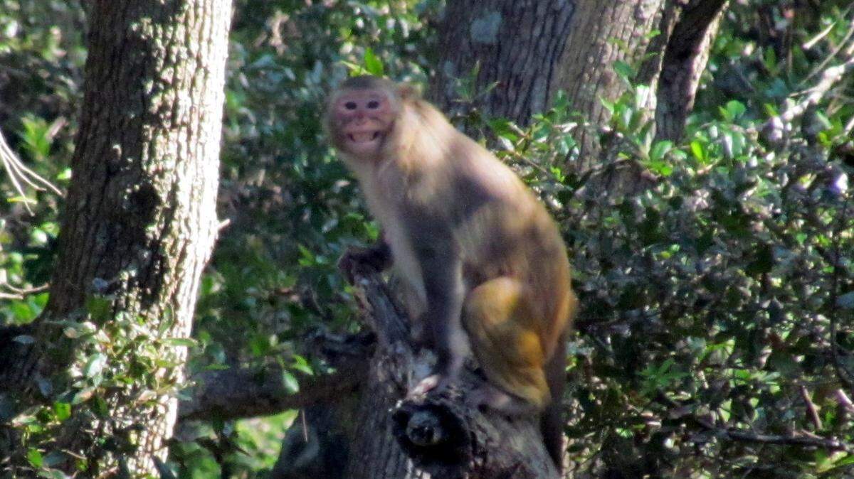 In this Feb. 9, 2021, photo, a rhesus monkey is perched on a tree limb. Morgan Island is home to a breeding colony of approximately 3,500 free-ranging, Indian-origin rhesus monkeys.