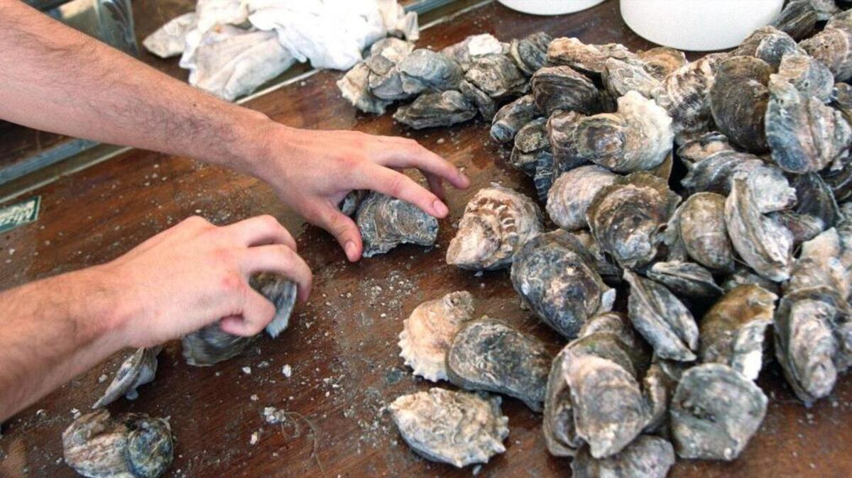 Boiled oysters straight from the pot are quickly scooped into buckets to be sold.