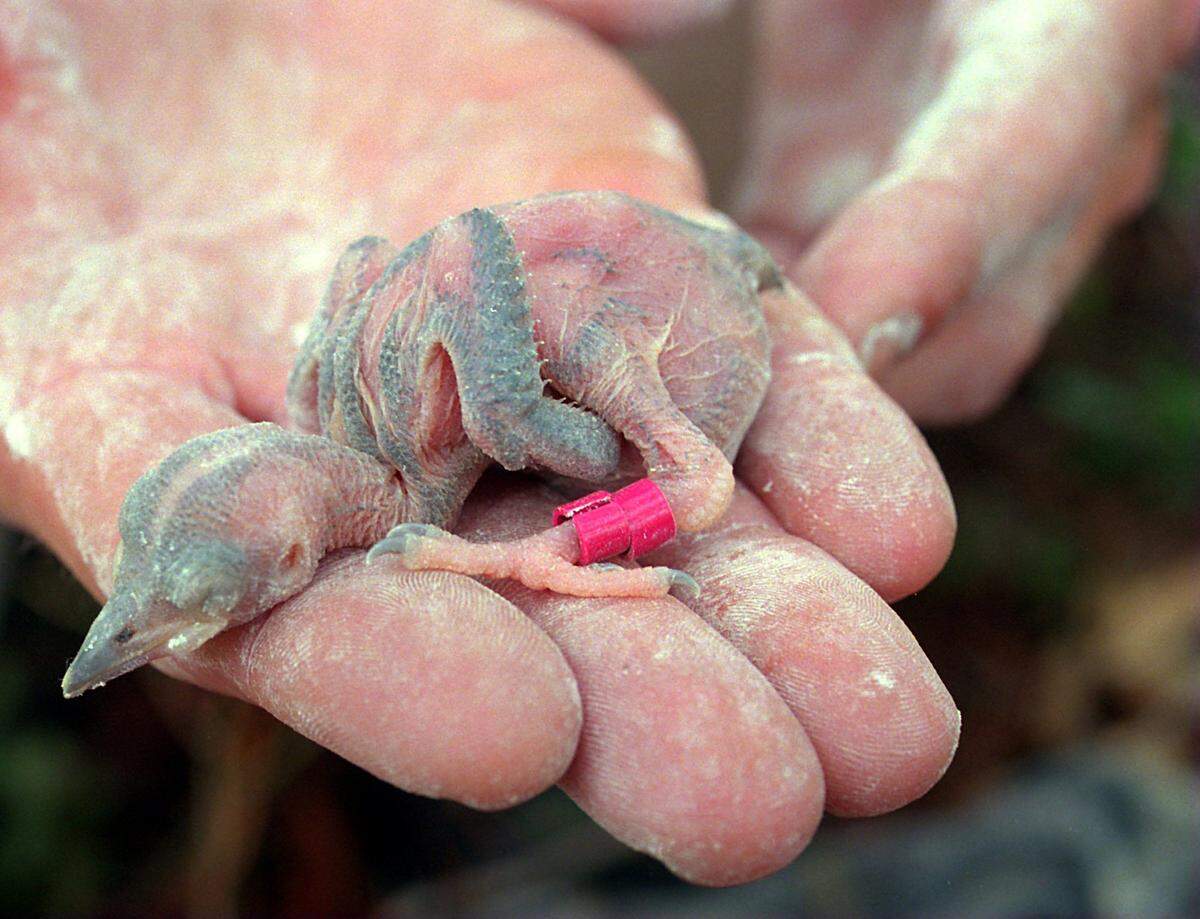 A wildlife biologist holds a 5-day-old endangered red-cockaded woodpecker on Sandy Island after banding its leg.