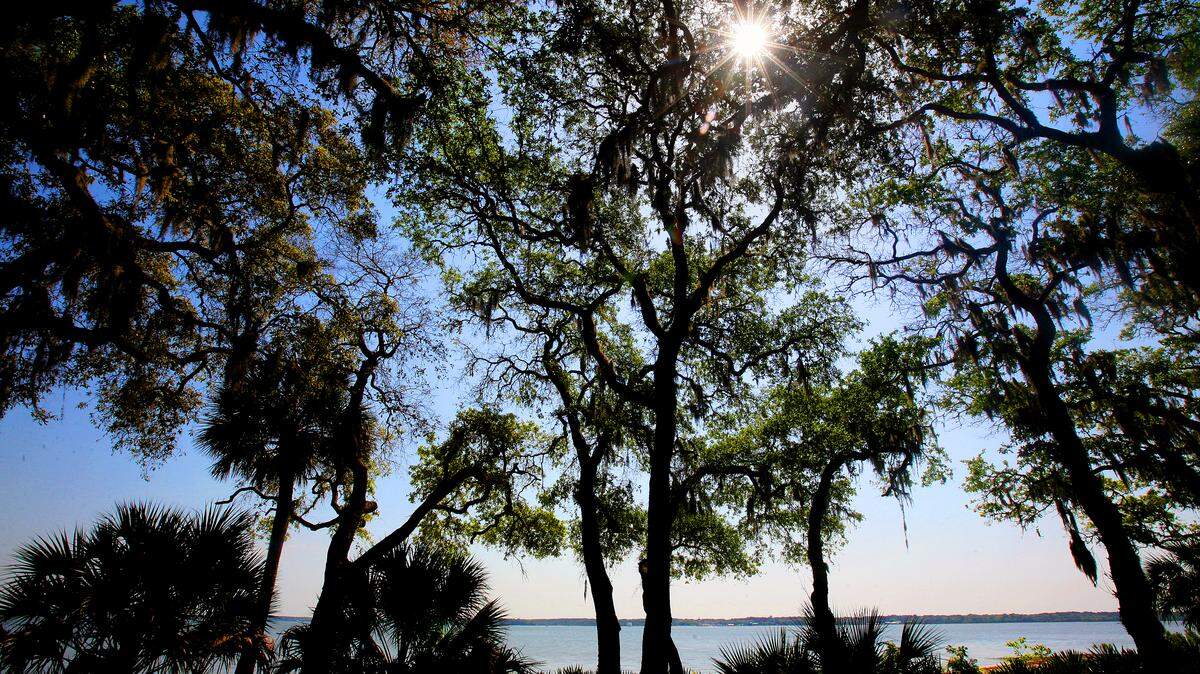 The ocean is visible through trees on Daufuskie Island, which is only accessible by boat.