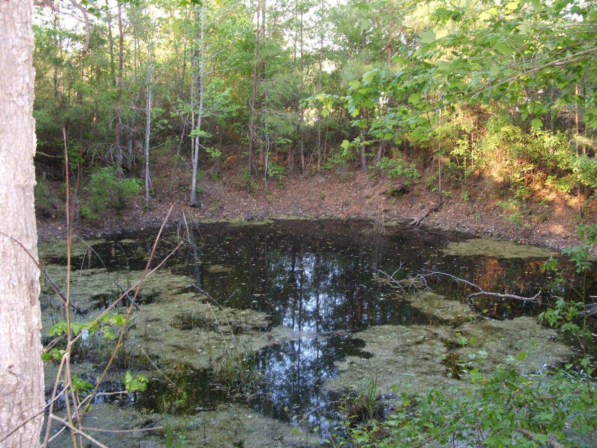 When a bomb fell in Mars Bluff in 1958, the TNT detonation fuse exploded; fortunately, no warhead was attached. This water-filled crater, photographed in 2005, is what remains from the blast.